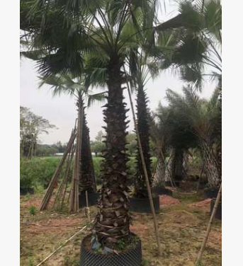 老人葵 桿高1-9米 頭徑60-70cm 福建千畝鱗片結(jié)實