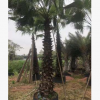 老人葵 桿高1-9米 頭徑60-70cm 福建千畝鱗片結(jié)實