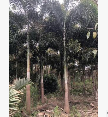 狐尾椰子福建農(nóng)戶直銷園林綠化花卉景觀樹2-5