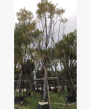 綠化花卉景觀樹10-20福建基地藍花楹園林