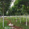 大量供應(yīng)綠化工程苗木 七葉樹 植物苗木 規(guī)格齊全 量大從優(yōu)