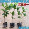 四季桂花樹苗批發八月黃花日香桂