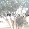 供應(yīng)優(yōu)質(zhì)桂花樹