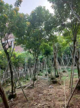 基地直銷 黃花槐園林景觀工程供應 規格齊全