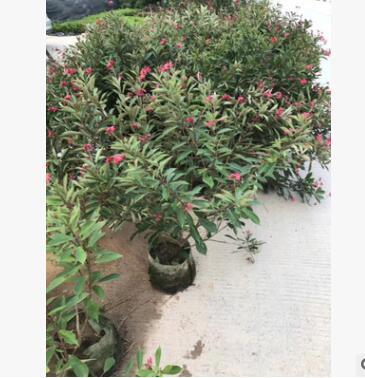 基地直銷 琴葉珊珊 供應綠化庭院設計