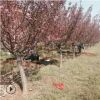 長期種植出售櫻花樹苗 品種保障現場看苗日本晚櫻櫻花樹苗