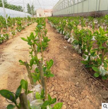 苗木基地大量批發菊花碧桃苗 優質碧桃樹苗 小區園林綠化苗易成活