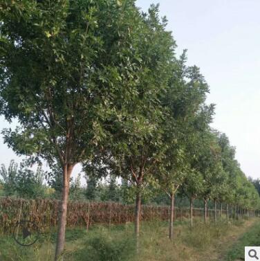 泰安綠化樹基地大量出售白蠟樹 白蠟樹小苗