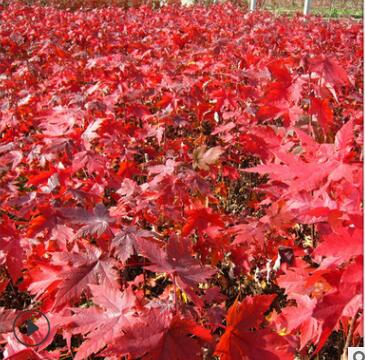 泰安基地出售1紅楓 規格齊全紅楓小苗