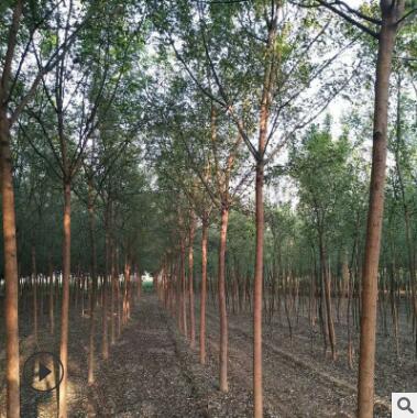 山東泰安國槐樹基地