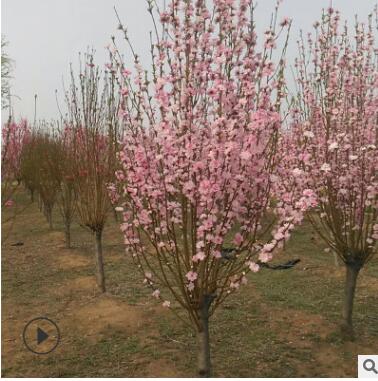 泰安苗木基地出售十幾種花色綠化用桃樹 紅葉碧桃 龍珠碧桃