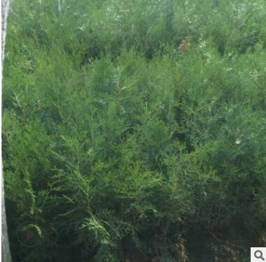 園藝場批發出售側柏苗 工程綠化側柏苗易成活易管理品種保障