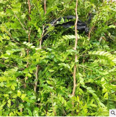 常年出售皂角樹苗 皂刺樹苗帶刺大皂角藥材樹苗皂角種子苗大