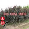 基地直銷優質紫葉李 紫葉李樹苗園林綠化苗木紅葉李小苗規格齊全