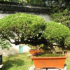 花木盆景