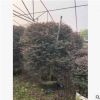 基地直供 紅花繼木球形多種規格景觀綠化小工程區綠化