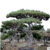 山東長期種植出售4-6米景觀松多年生 南北方種植 枝條健壯景觀松