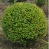 大葉黃楊球 廠家直供 規格齊全 量大優惠 園林綠化