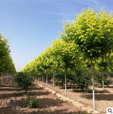 批發速生對節白蠟樹苗金葉絨毛老原生白蠟樹苗園林綠化 苗木批發