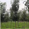 彩葉豆梨 三級觀賞樹高檔綠化樹青州苗木基地直銷