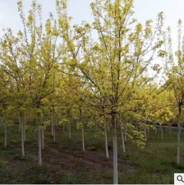 廠家直銷金葉復葉槭園林綠化風景樹景觀樹綠蔭樹量大批發