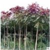 廠家基地直銷 紅葉椿 綠化工程苗木 紅葉椿 常年批發