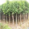 直銷綠化樹苗大葉女貞樹苗大葉女貞小苗成活率高四季常青不落葉