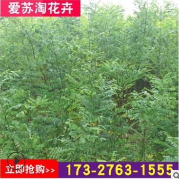 基地直銷園林綠化苗木國槐樹苗國槐小苗規格齊全成