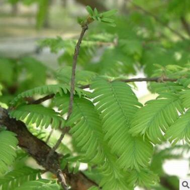 供應水杉樹 各種規格