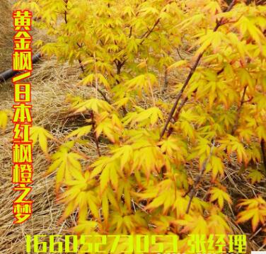 嫁接日本紅楓橙之夢黃金楓樹盆景 小苗帶土發貨盆景 庭院綠化盆栽