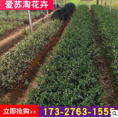 基地直銷大量批發綠化苗灌木茶梅 茶梅苗植物 規格齊全