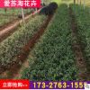基地直銷大量批發綠化苗灌木茶梅 茶梅苗植物 規格齊全
