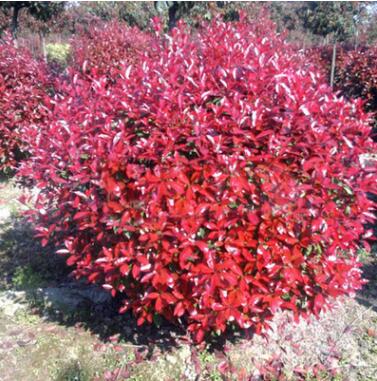【大毅苗木】本苗圃大量供應紅葉石楠工程苗