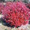 【大毅苗木】本苗圃大量供應紅葉石楠工程苗