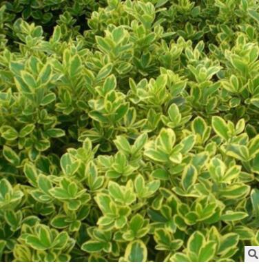 批發金邊黃楊苗 綠化小苗 黃楊小苗 金邊黃楊球