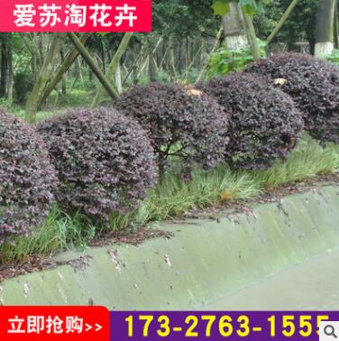 地被35厘米觀葉春色葉紅色系愛蘇淘花卉苗木場露地灌木