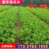 基地直銷杜鵑苗樹苗四季常青庭院綠化花園植物庭院綠植花卉毛杜娟