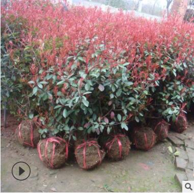 基地直銷本苗圃大量供應紅葉石楠小苗各種規格工程苗現貨充足