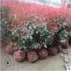 基地直銷本苗圃大量供應紅葉石楠小苗各種規格工程苗現貨充足
