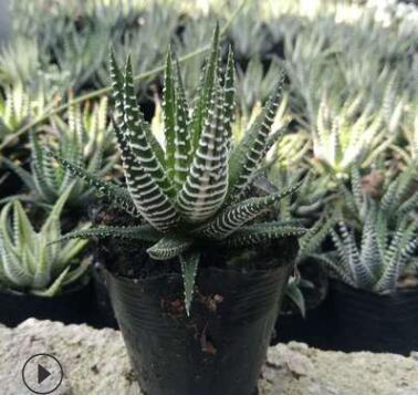 福建漳州多肉植物批發(fā)條紋十二卷十二果4-6cm裸根花卉盆栽