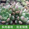 多肉植物批發 漳州基地大棚直銷紅寶石多頭肉植 凈化空氣小盆栽