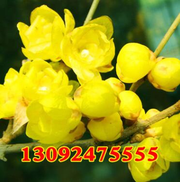 批發優質綠化苗木 精品臘梅樹苗 素心臘梅苗