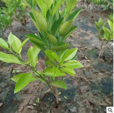 現貨供應橘子苗基地種植多品種嫁接橘子苗木園林果樹苗木現挖