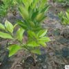 現貨供應橘子苗基地種植多品種嫁接橘子苗木園林果樹苗木現挖