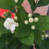 茉莉盆栽重瓣白茉莉花雙色茉莉盆栽銀絲茉莉綠植
