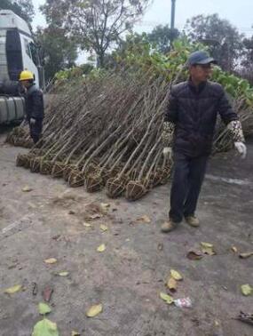 紫玉蘭樹苗嬌紅一號玉蘭苗嫁接玉蘭小苗紅玉蘭白玉蘭地栽綠化苗木