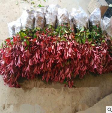 高桿紅葉石楠樹苗基地批發(fā)球形火焰紅包郵地栽紅羅賓庭院地被植物