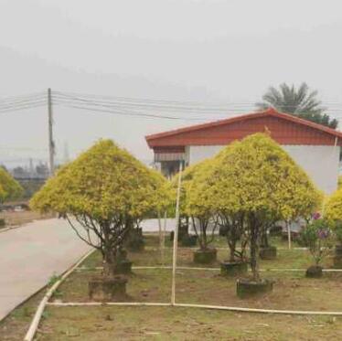 供應(yīng) 造型 黃金香柳 1.5-1.7米高 袋苗 塔型 千層金