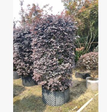 紅繼木柱 1.8-2米高 造型紅檵木柱子