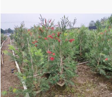 供應(yīng) 多花紅千層 1.5-2米高 袋苗 軟枝紅千層 紅花